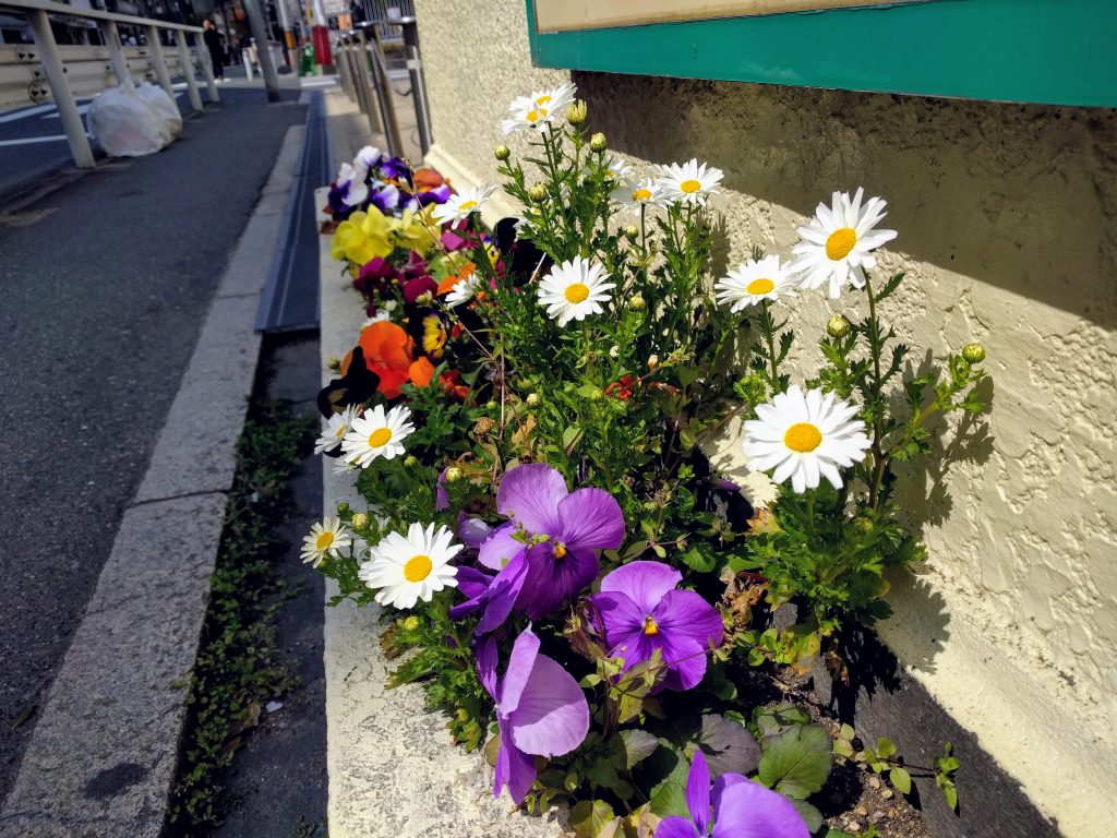 街中の花 Flowers in town